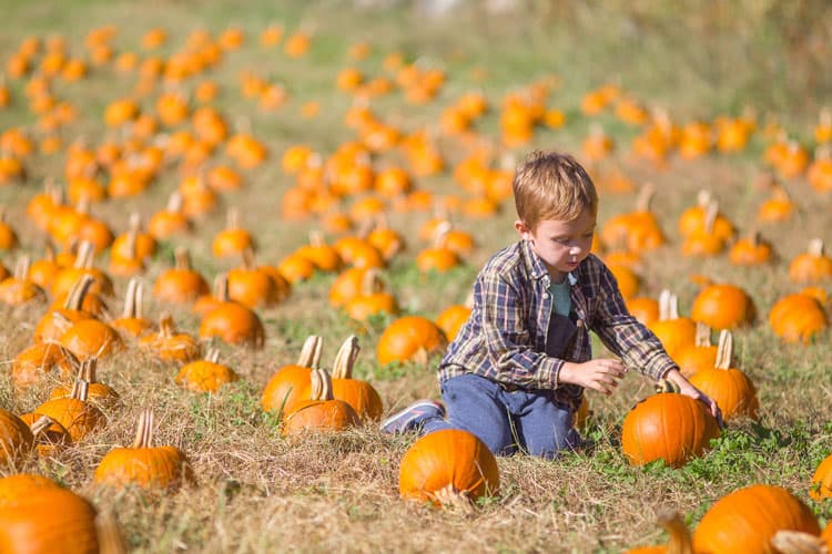 Boy In Pumpkin Patch