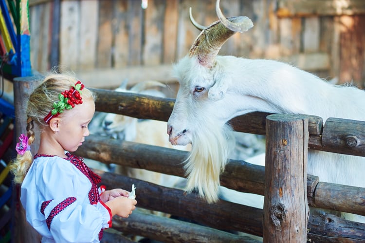 (Updated) 14 Best Halloween At The Zoo Events 4 Girl Feeding Goat For Halloween At The Zoo