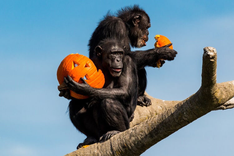 (Updated) 14 Best Halloween At The Zoo Events 2 Primates Holding Pumpkings For Halloween At The Zoo