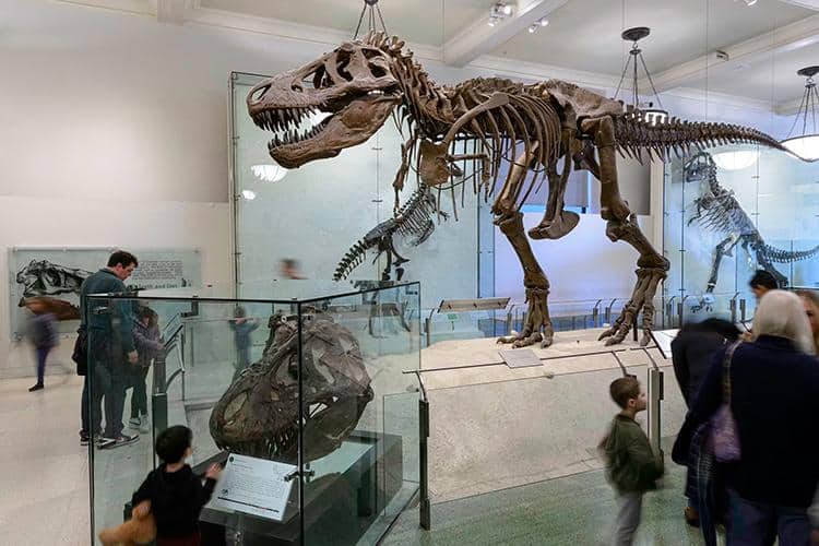 American Museum Of Natural History