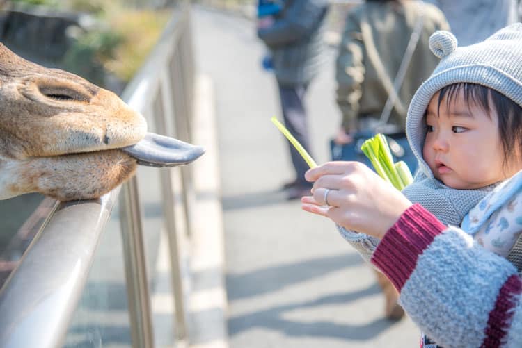 Hidden Gems Of Dallas: Best Places For Families 10 Dallas Zoo