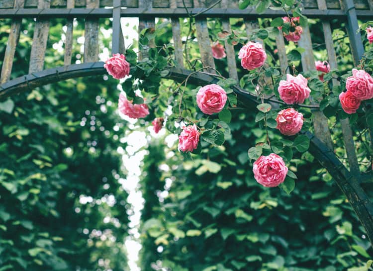 {UPDATED} Off-the-Beaten-Path: 13 Family Activities in Portland 5 rose garden in portland oregon
