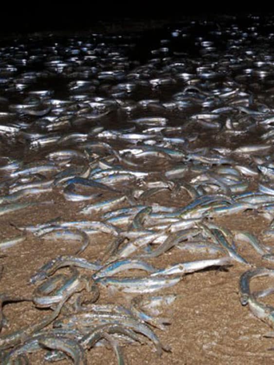Grunion Runs In San Diego