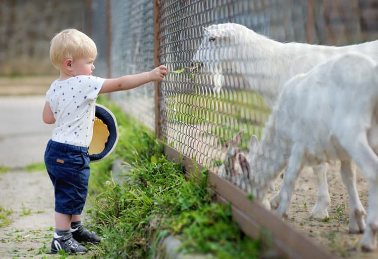 boy feeding goat at goat farm in maui