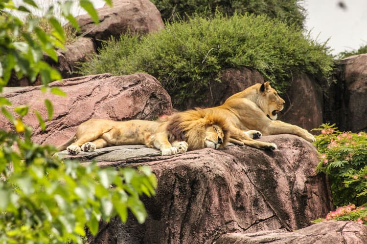 {UPDATED} Cool & Unusual Places for Kids in San Diego 9 Greater Vancouver zoo
