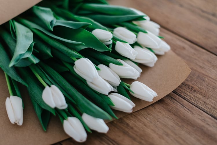 fresh white tulips 