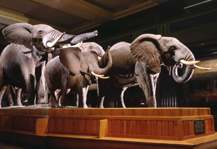 Visiting The American Museum Of Natural History With Kids 11 Elephant Display At The American Museum Of Natural History