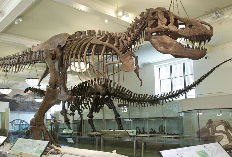 Visiting The American Museum Of Natural History With Kids 12 Dinosaur Skeletons