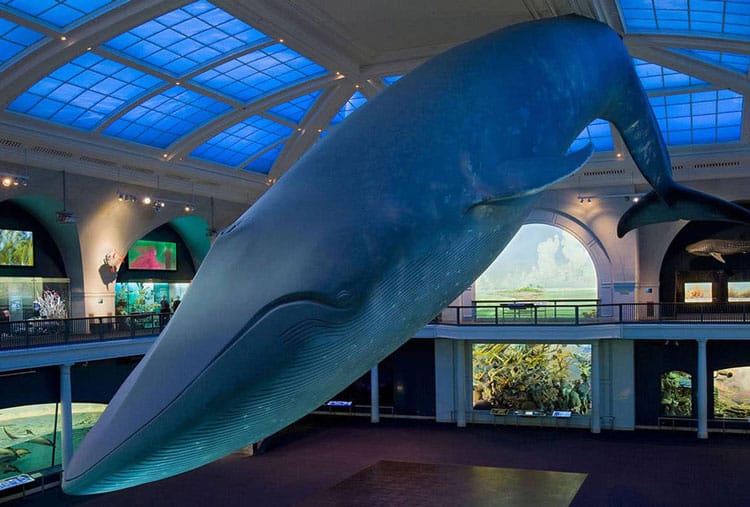 Visiting The American Museum Of Natural History With Kids 10 Blue Whales At The American Museum Of Natural History