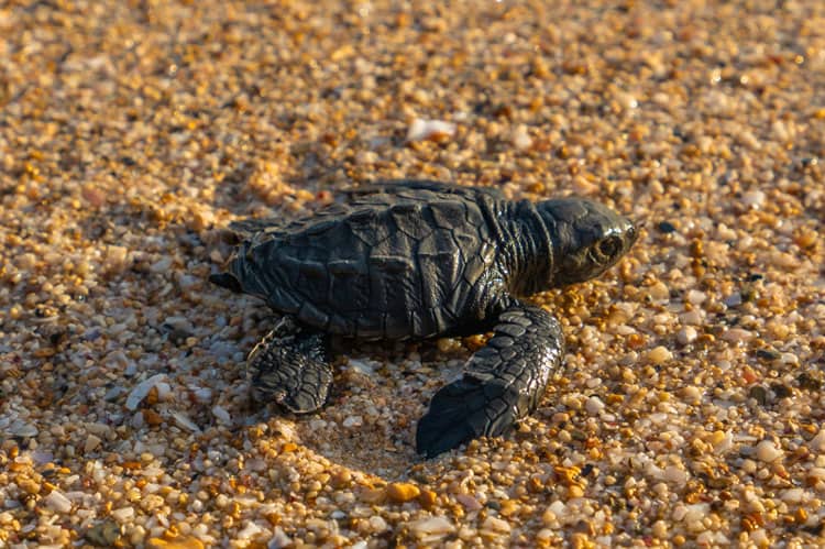 Sustainable Travel: Tips to Becoming an Eco-Friendly Adventurer