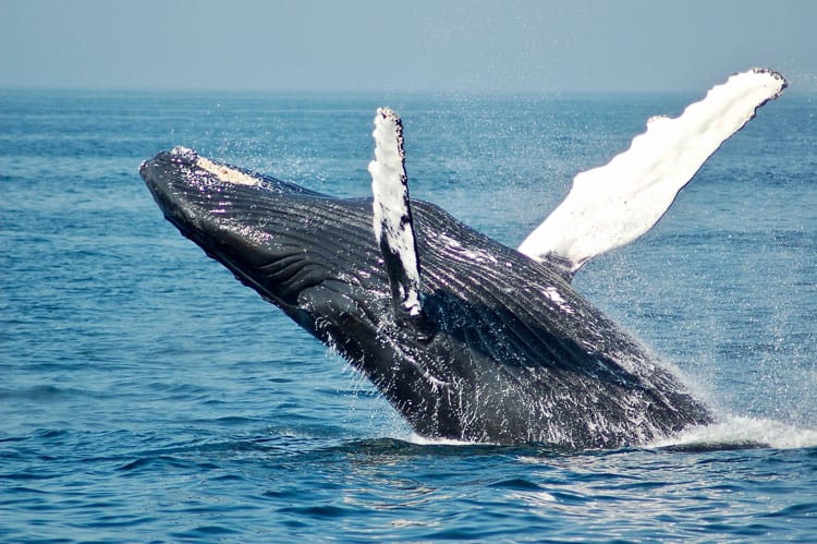 whale jumping out of water of the coast of cape cod