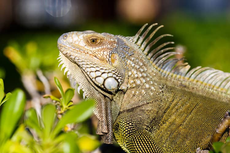 Austin, Texas: Fun Family-Friendly Activities in the Live Music Capital of the World 4 iguana, reptile, lizard