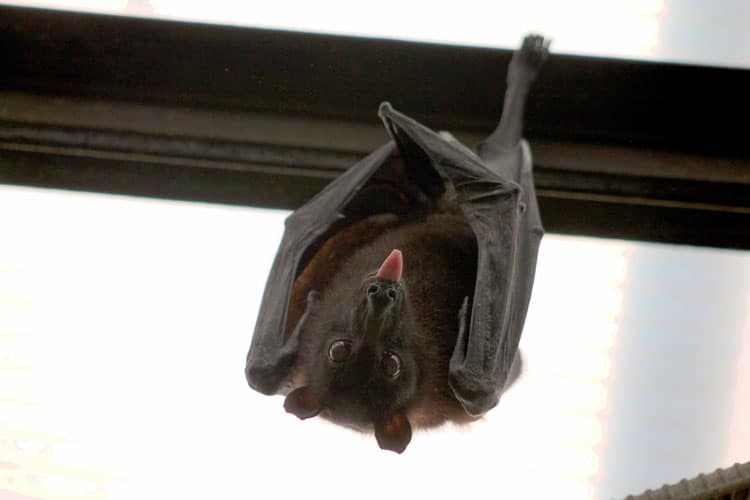 Austin, Texas: Fun Family-Friendly Activities in the Live Music Capital of the World 2 bat hanging upside down