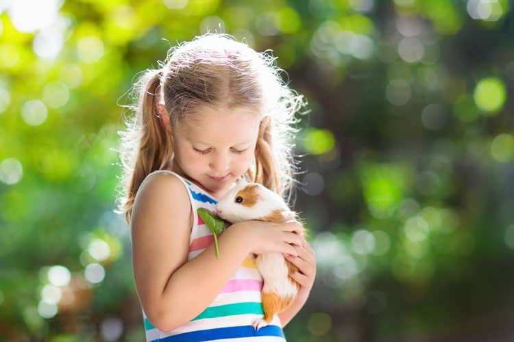 10 Best Pets For Small Children 5 Girl Holding Pet Guinea Pig