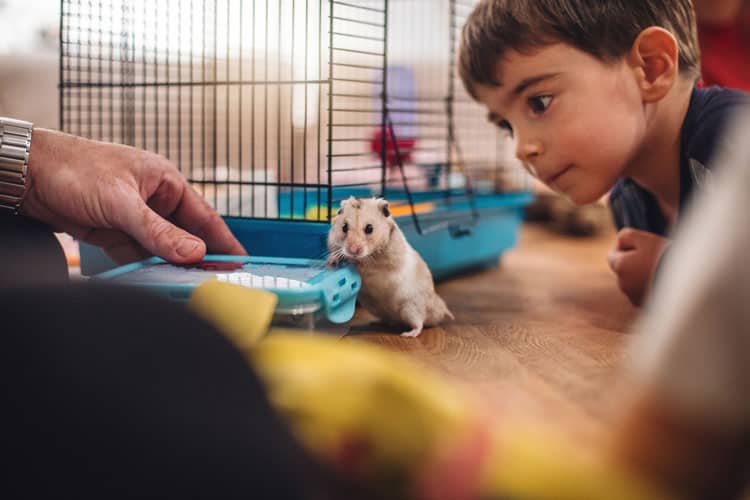 10 Best Pets For Small Children 6 Boy Playing With Pet Hamster