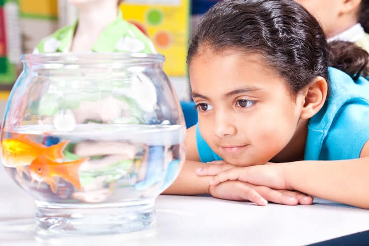 10 Best Pets For Small Children 4 Girl Looking At A Fish