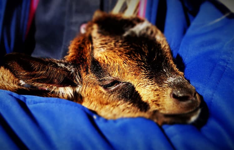 10 Best Pets For Small Children 10 Baby Goat