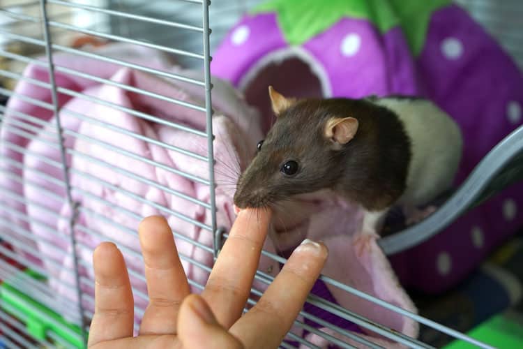 10 Best Pets For Small Children 7 Pet Rat