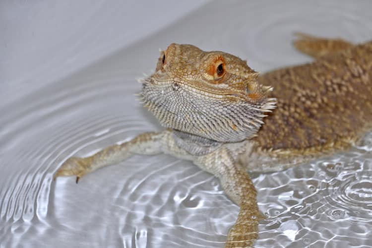 10 Best Pets For Small Children 9 Pet Bearded Dragon