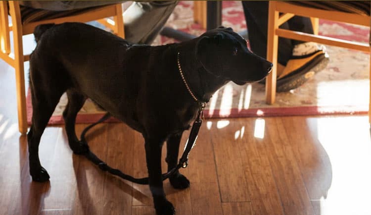 9 Pet Friendly Resorts You Should Know About