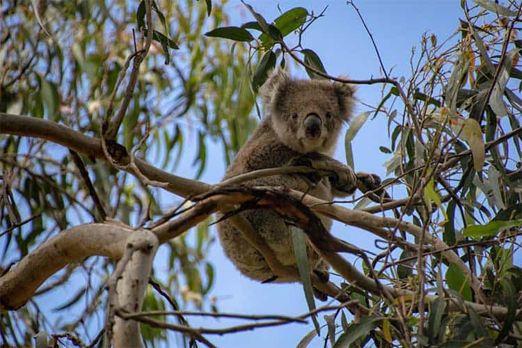 Traveling with Kids on Australia's Great Ocean Road: Tips and Stops
