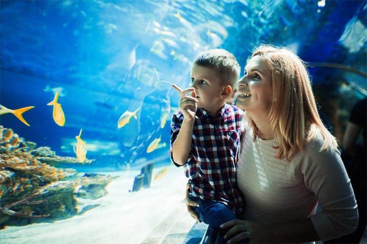 Before You Go: A Checklist for SeaWorld with Little Ones