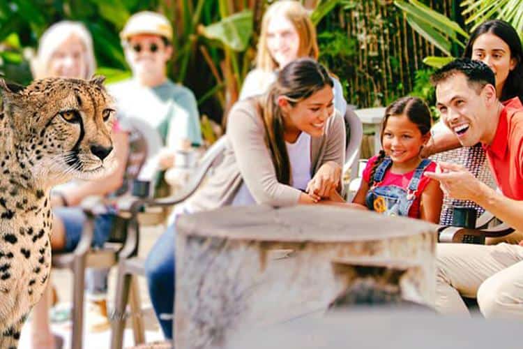 Animal Encounters