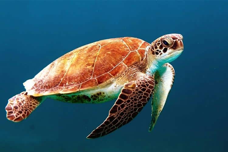 Understanding Sea Turtles: Fascinating Facts Before the Dive