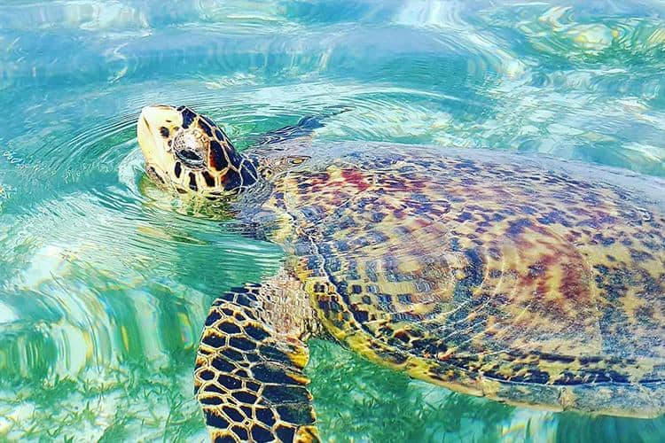 Maldives: Crystal Clear Waters and Bountiful Turtles
