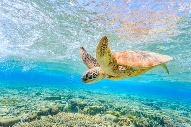 Great Barrier Reef, Australia: A Diver's Paradise