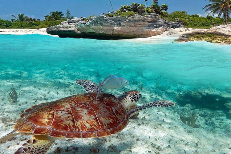 Akumal Beach, Mexico: The Turtle Sanctuary