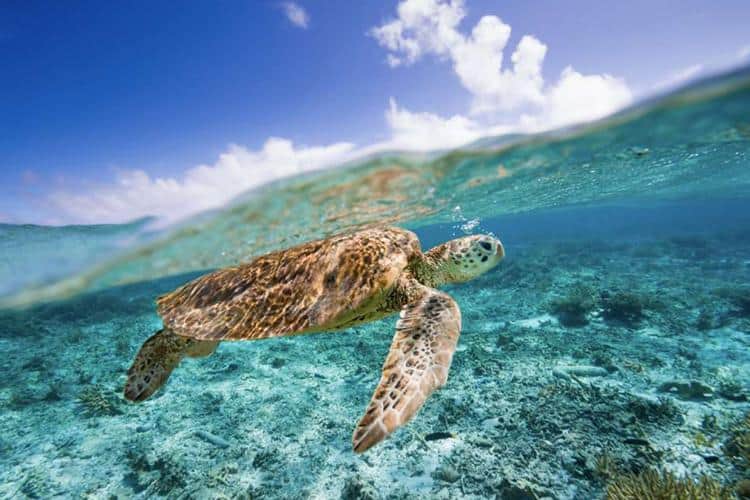 Capture the Moment: Tips for Underwater Photography with Turtles
