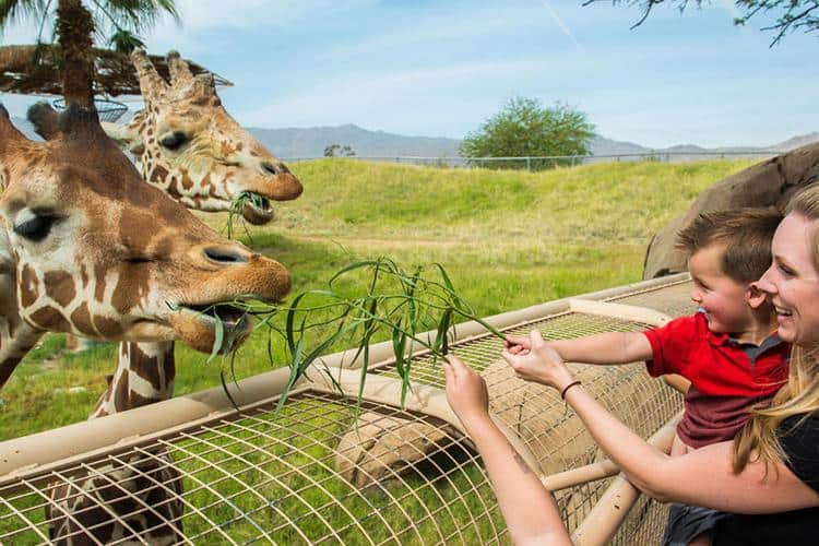 Planning Your Trip To Palm Springs With Kids