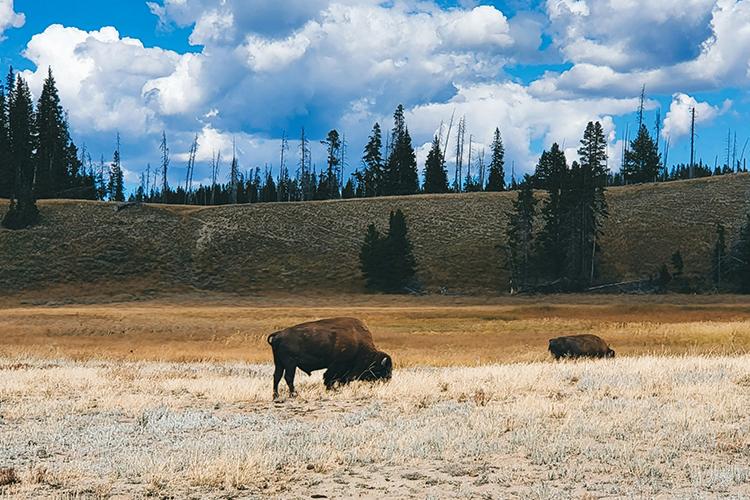 Why Visit Yellowstone National Park with Kids?