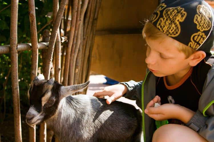 kid-friendly things to do in dallas,family activities in dallas tx