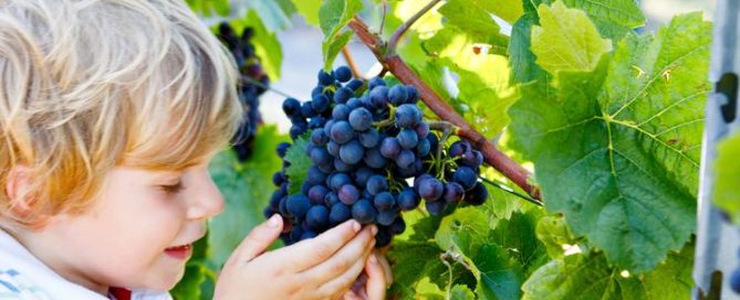 travel to napa valley