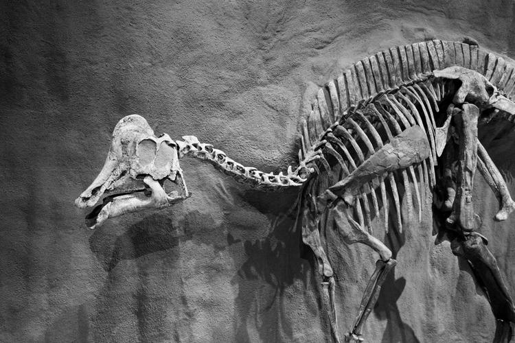 visiting the american museum of natural history