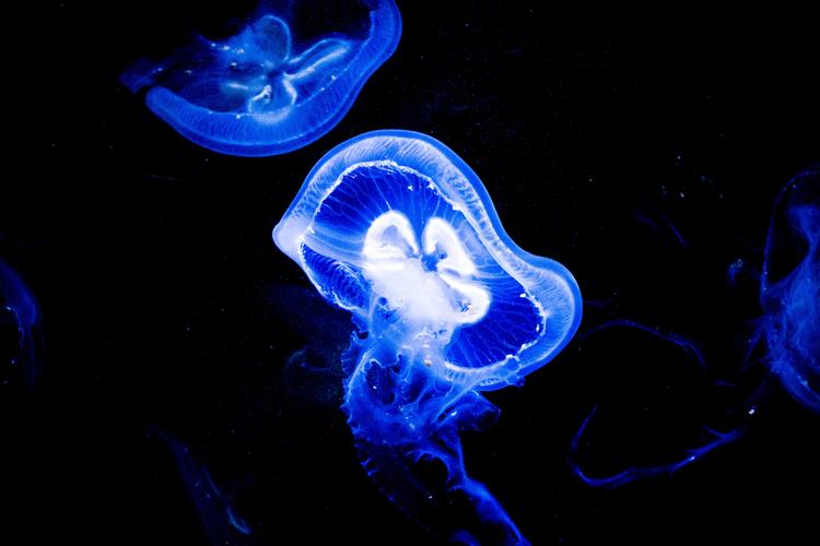 SEA LIFE Sydney Aquarium