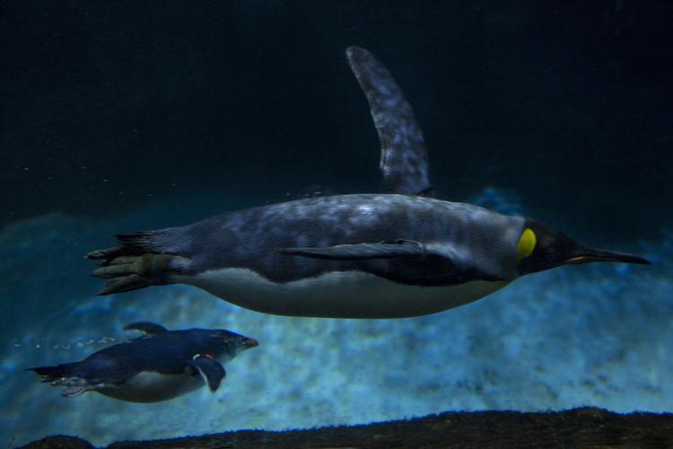 SEA LIFE Sydney Aquarium