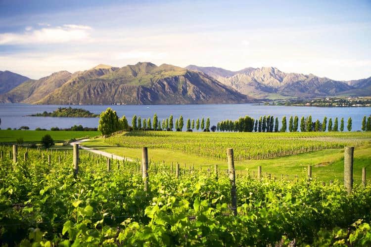 New Zealand farms