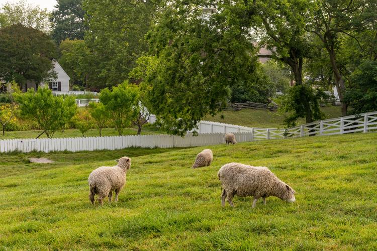 New Zealand farms