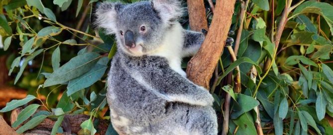 koala holding