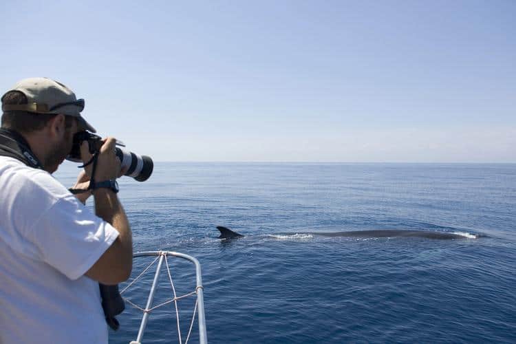 hervey bay whale watching season