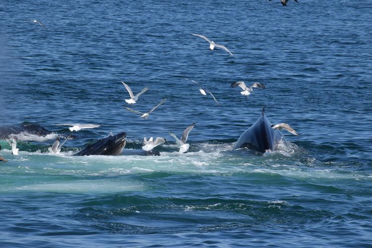 Cape Cod family vacation