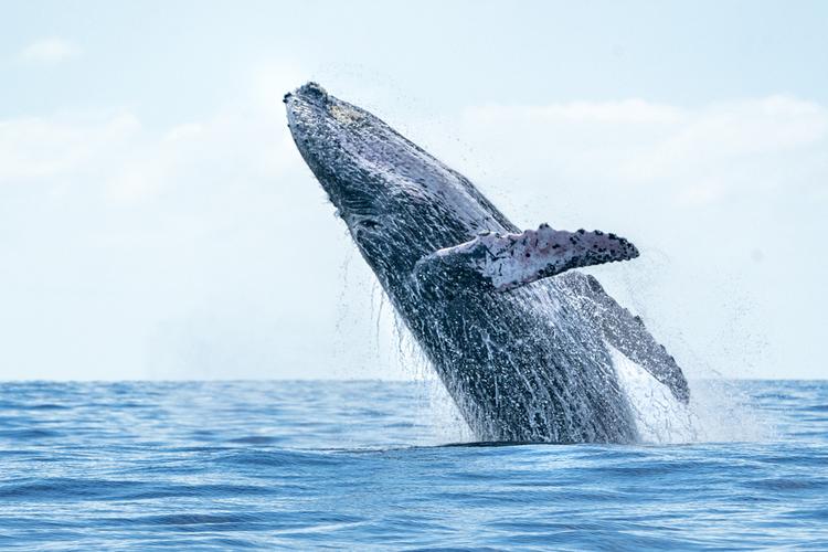 hervey bay whale watching season