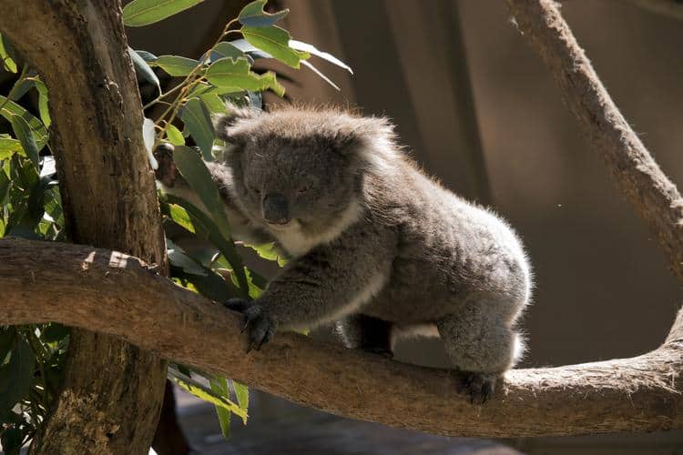 koala holding