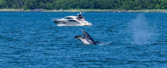 hervey bay whale watching season
