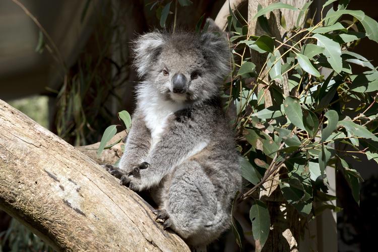 koala holding
