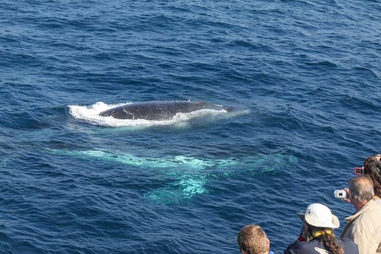 hervey bay whale watching season