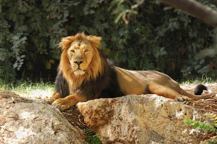 auckland shore excursions